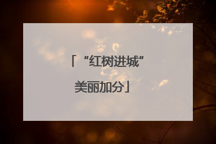 “红树进城” 美丽加分