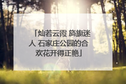 灿若云霞 旖旎迷人 石家庄公园的合欢花开得正艳