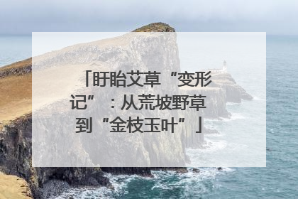盱眙艾草“变形记”：从荒坡野草到“金枝玉叶”