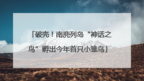 破壳！南麂列岛“神话之鸟”孵出今年首只小雏鸟