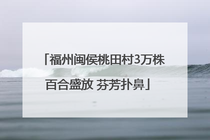福州闽侯桃田村3万株百合盛放 芬芳扑鼻
