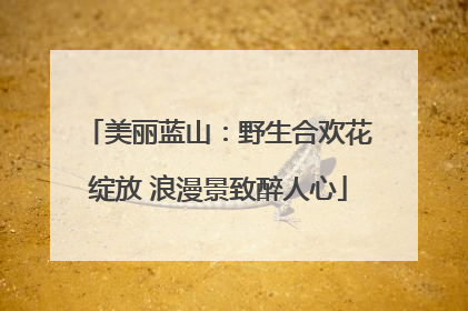 美丽蓝山：野生合欢花绽放 浪漫景致醉人心
