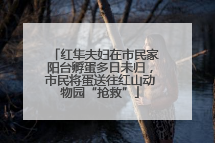 红隼夫妇在市民家阳台孵蛋多日未归，市民将蛋送往红山动物园“抢救”