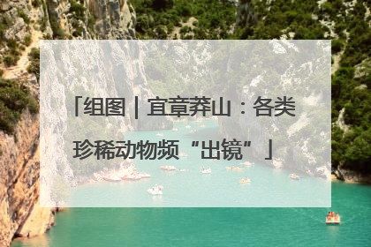组图｜宜章莽山：各类珍稀动物频“出镜”