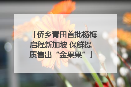 侨乡青田首批杨梅启程新加坡 保鲜提质售出“金果果”