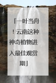 一叶当舟！云南这种神奇植物进入最佳观赏期