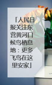 人民日报关注东营黄河口候鸟栖息地：更多飞鸟在这里安家