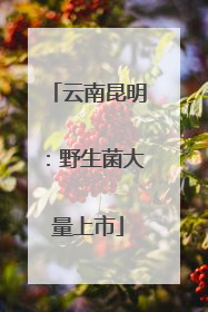 云南昆明：野生菌大量上市