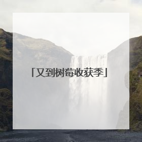 又到树莓收获季
