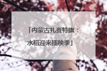 内蒙古扎赉特旗：水稻迎来插秧季