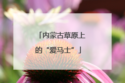 内蒙古草原上的“爱马士”
