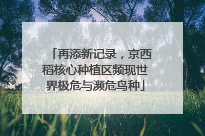 再添新记录，京西稻核心种植区频现世界极危与濒危鸟种