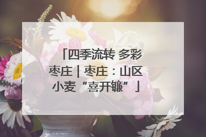四季流转 多彩枣庄｜枣庄：山区小麦“喜开镰”