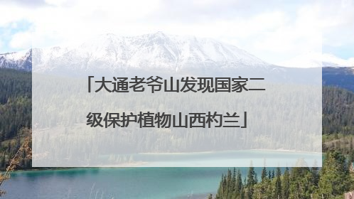 大通老爷山发现国家二级保护植物山西杓兰