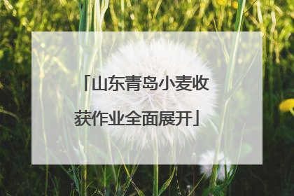 山东青岛小麦收获作业全面展开