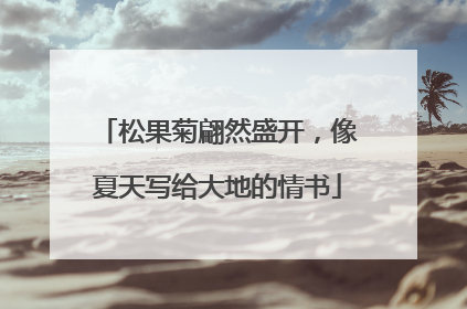 松果菊翩然盛开，像夏天写给大地的情书