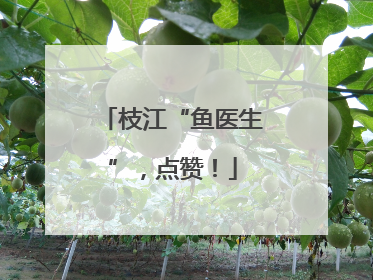 枝江“鱼医生”，点赞！