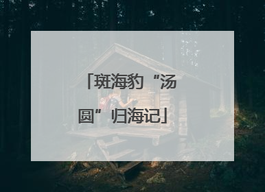 斑海豹“汤圆”归海记