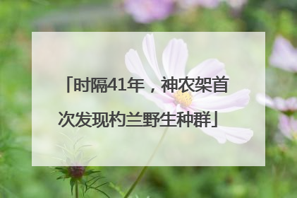 时隔41年，神农架首次发现杓兰野生种群