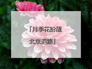 月季花扮靓北京道路