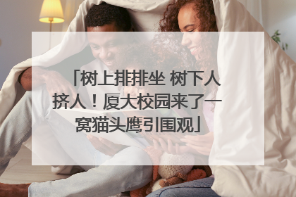 树上排排坐 树下人挤人！厦大校园来了一窝猫头鹰引围观