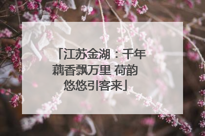 江苏金湖：千年藕香飘万里 荷韵悠悠引客来