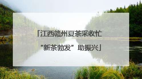 江西赣州夏茶采收忙 “新茶勃发”助振兴