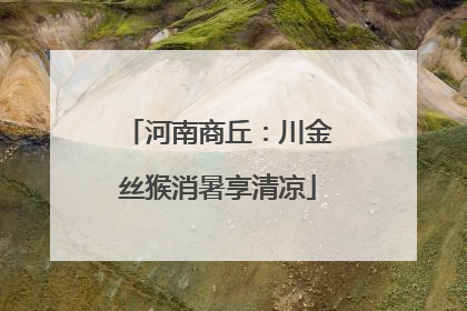 河南商丘：川金丝猴消暑享清凉