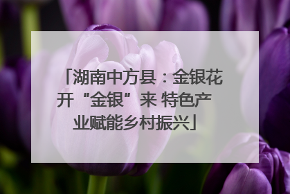 湖南中方县：金银花开“金银”来 特色产业赋能乡村振兴