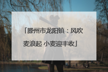 滕州市龙阳镇：风吹麦浪起 小麦迎丰收