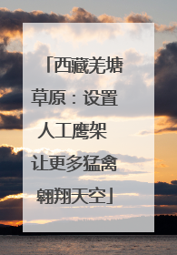 西藏羌塘草原：设置人工鹰架 让更多猛禽翱翔天空
