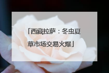 西藏拉萨：冬虫夏草市场交易火爆