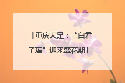 重庆大足：“白君子莲”迎来盛花期