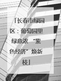长春市绿园区：葡萄园里绿意浓 “紫色经济”焕新枝