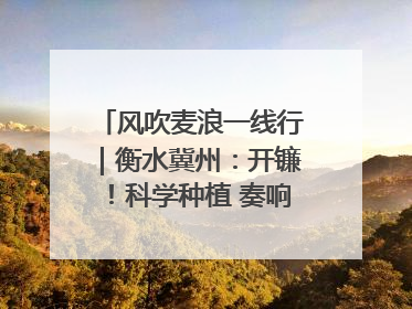 风吹麦浪一线行｜衡水冀州：开镰！科学种植 奏响丰收序曲