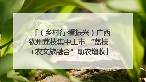 （乡村行·看振兴）广西钦州荔枝集中上市 “荔枝+农文旅融合”助农增收